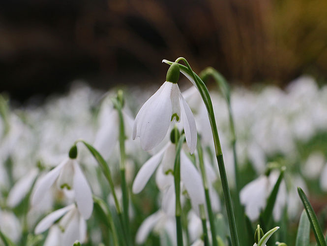 Tinnisburn Plants