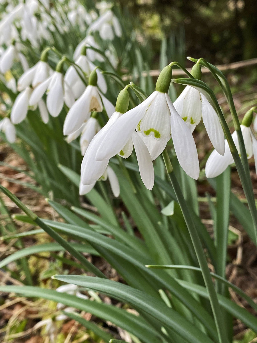 Tinnisburn Plants 