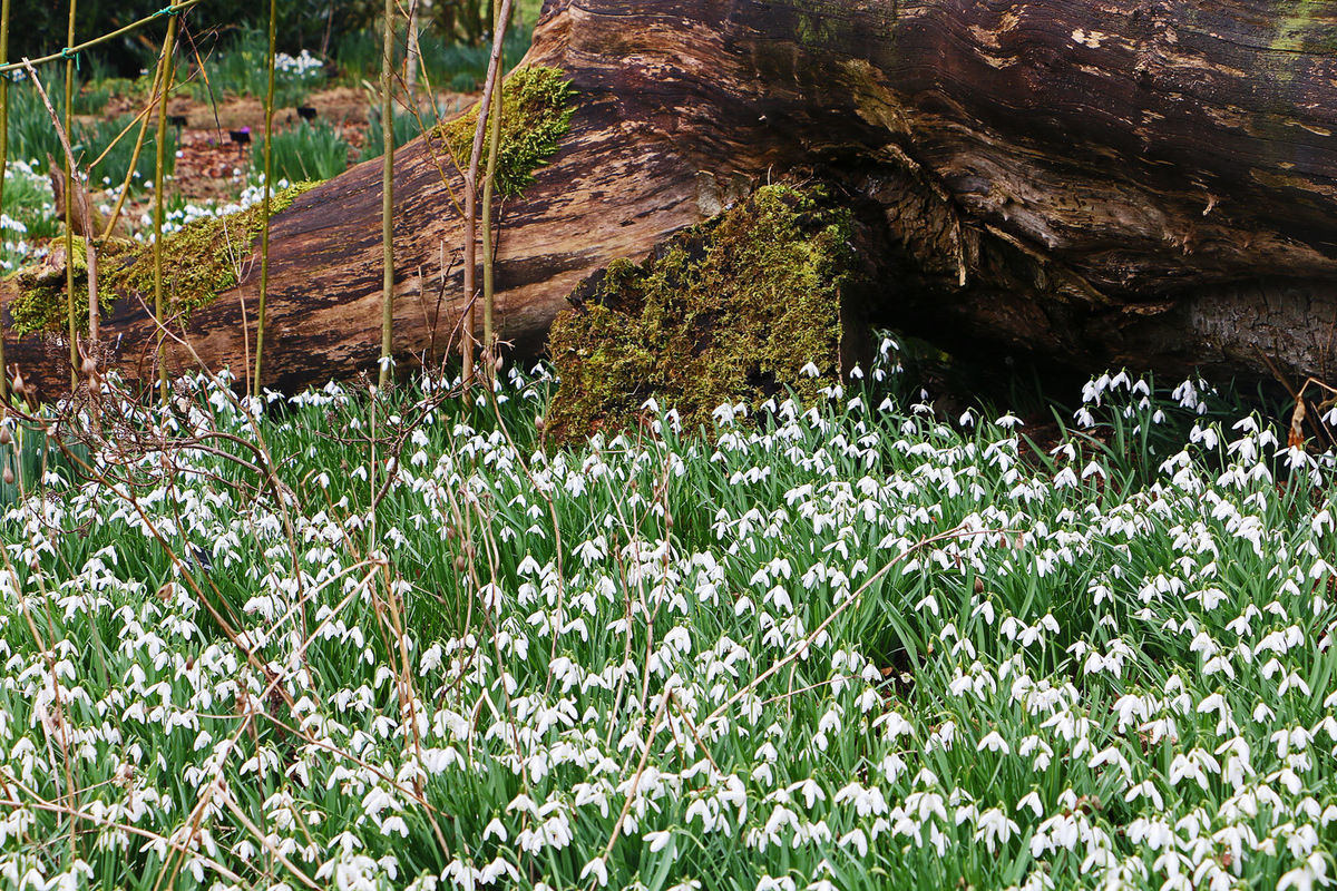 Tinnisburn Plants 