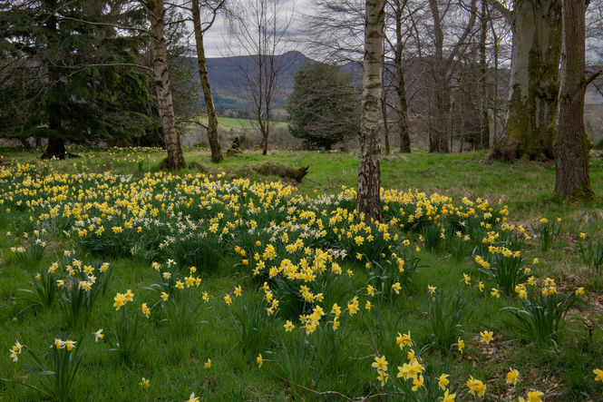 Westhall Castle ©Andy Leonard