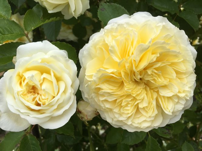 yellow-rose.jpg