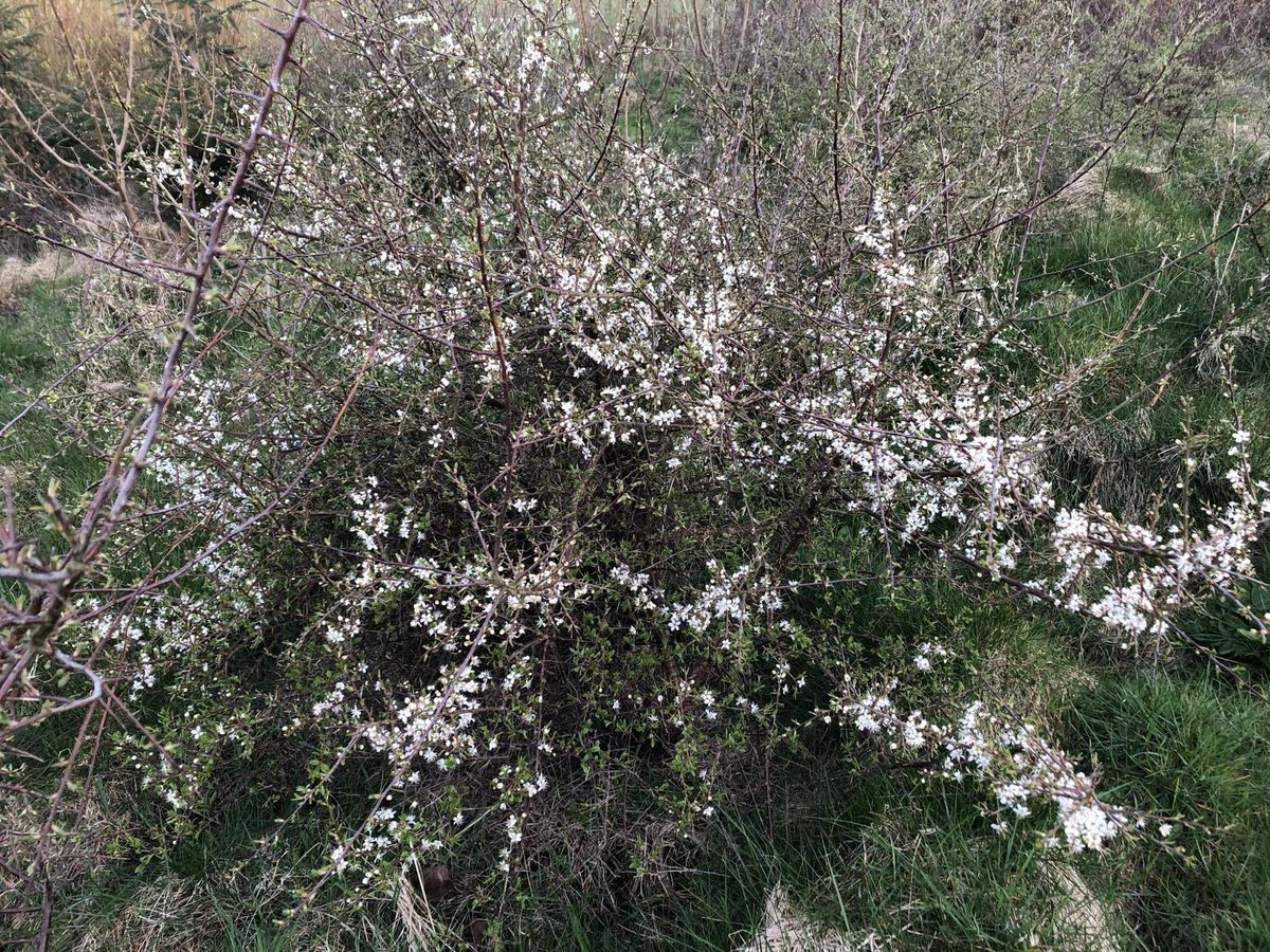 Laura's Wood