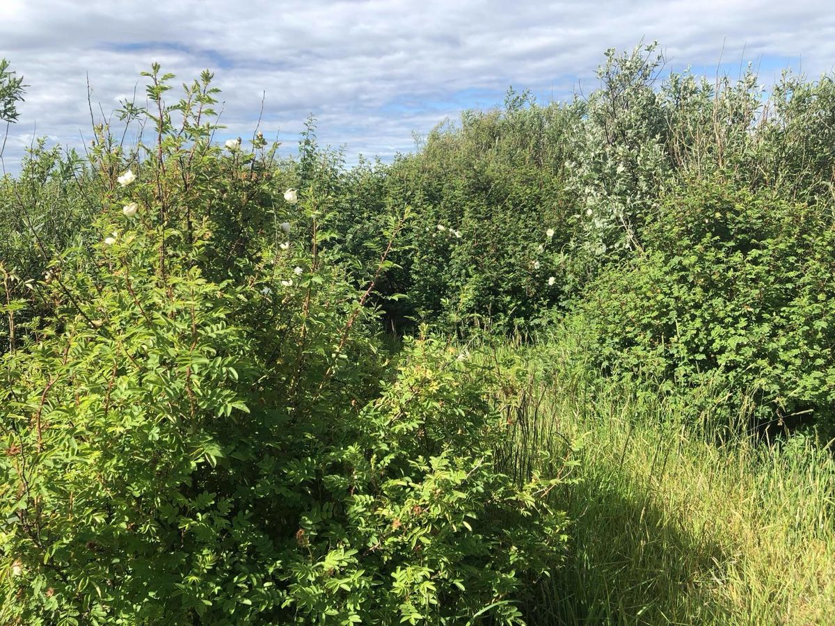 Laura's Wood