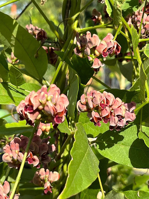 apios-americana-flowers.jpg ©Maurice