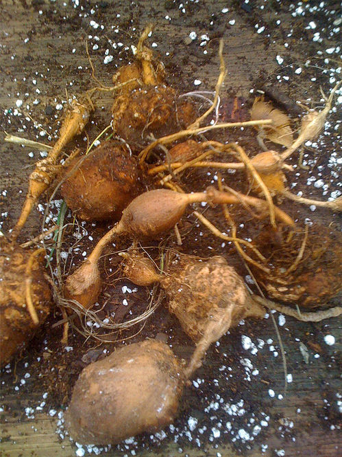 apios-americana-tubers.jpg ©Maurice