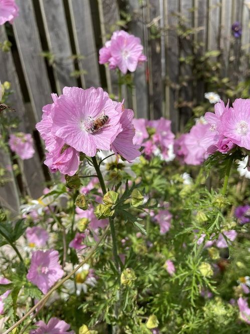 St Bedes and Ashludie Wildflower Garden