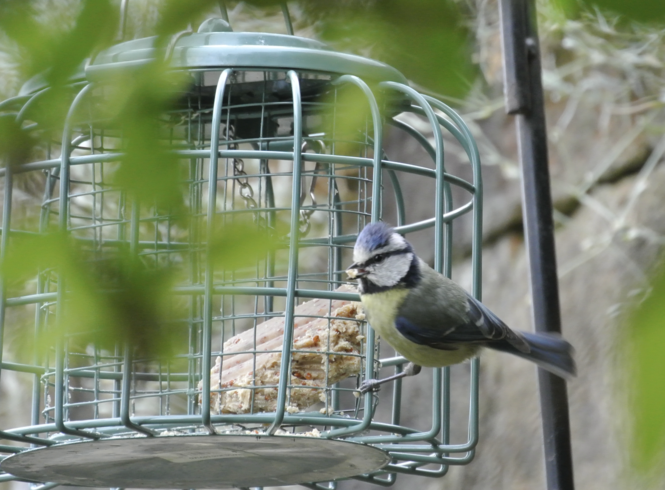 blue-tit-jessica-garden.png