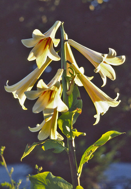 cardiocrinum-giganteum.jpg