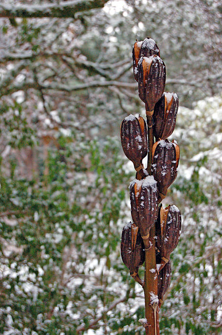 cardiocrinum-seedheads.jpg