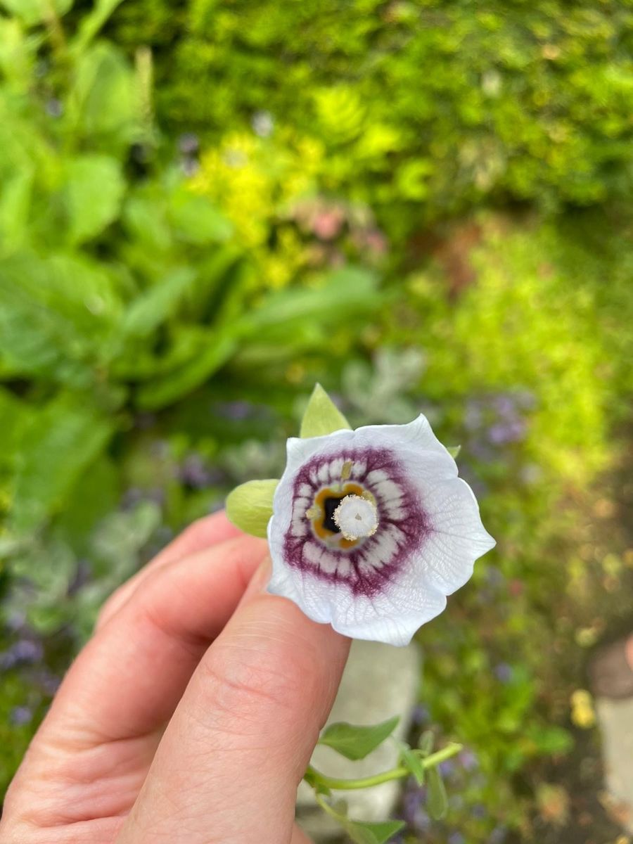 Codonopsis at Laundry Cottage