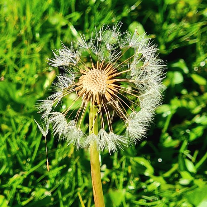 dandelion-close-.jpg