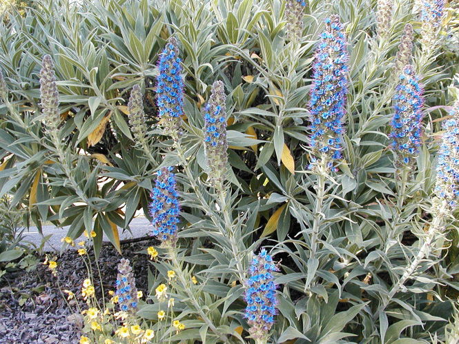 echium-candicans2.jpg