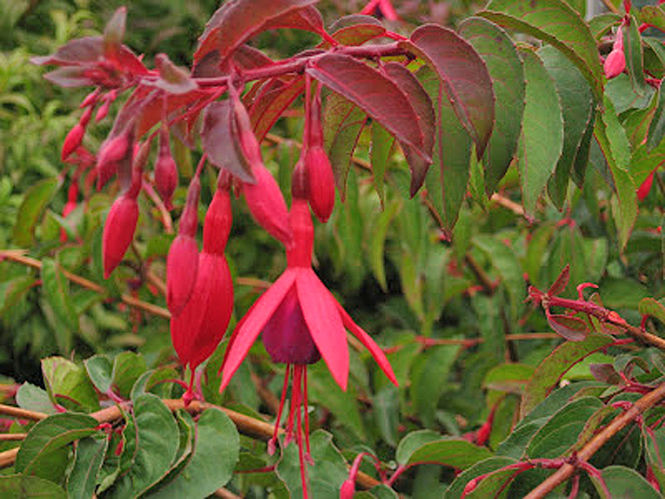 fuchsia-corallina.jpg