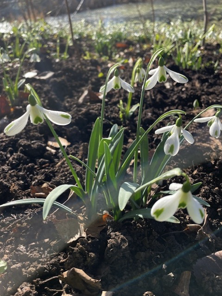 Galanthus 'Trump' - Ardchattan Manse