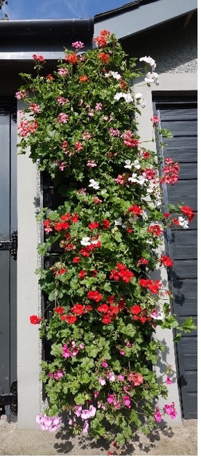 geraniums-4.jpg