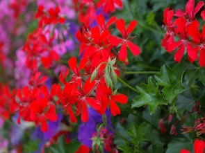 geraniums-7.jpg