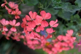 geraniums-8.jpg