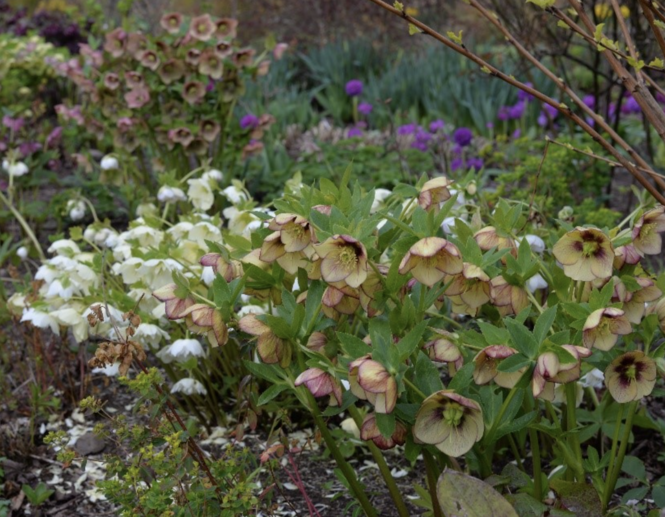 hellebores-willowhill-1.png