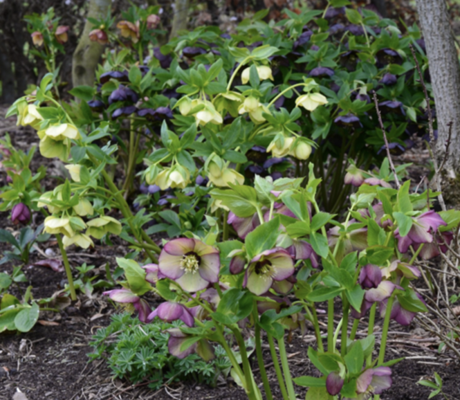 hellebores-willowhill-3.png