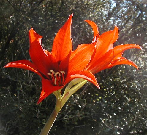 hippeastrum-x-acramannii.jpg