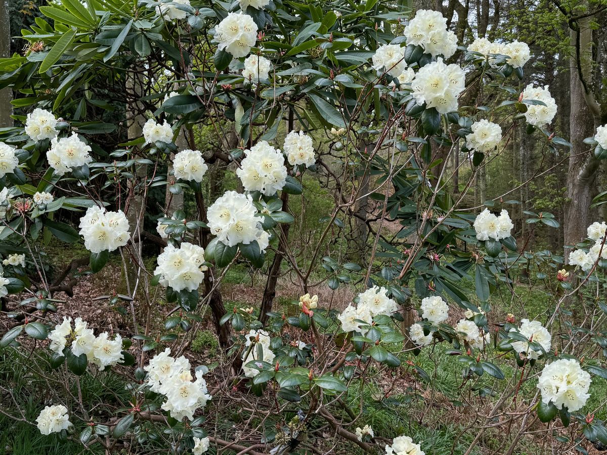 Burgie Arboretum