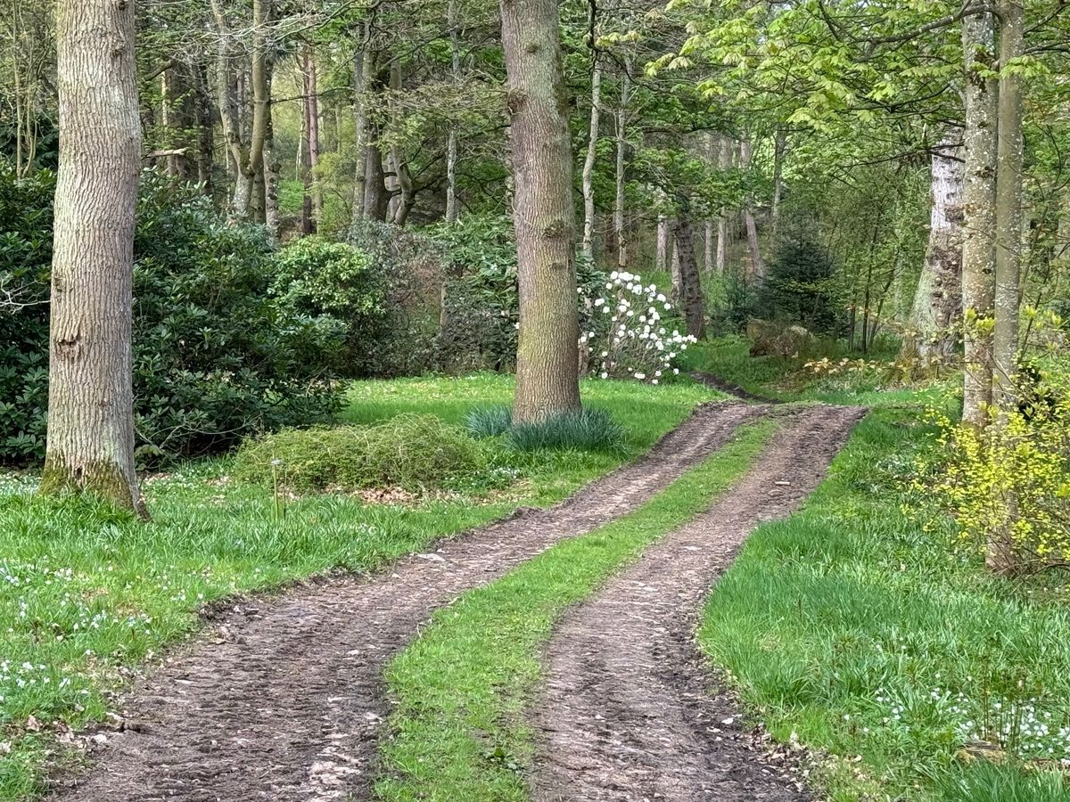 Burgie Arboretum