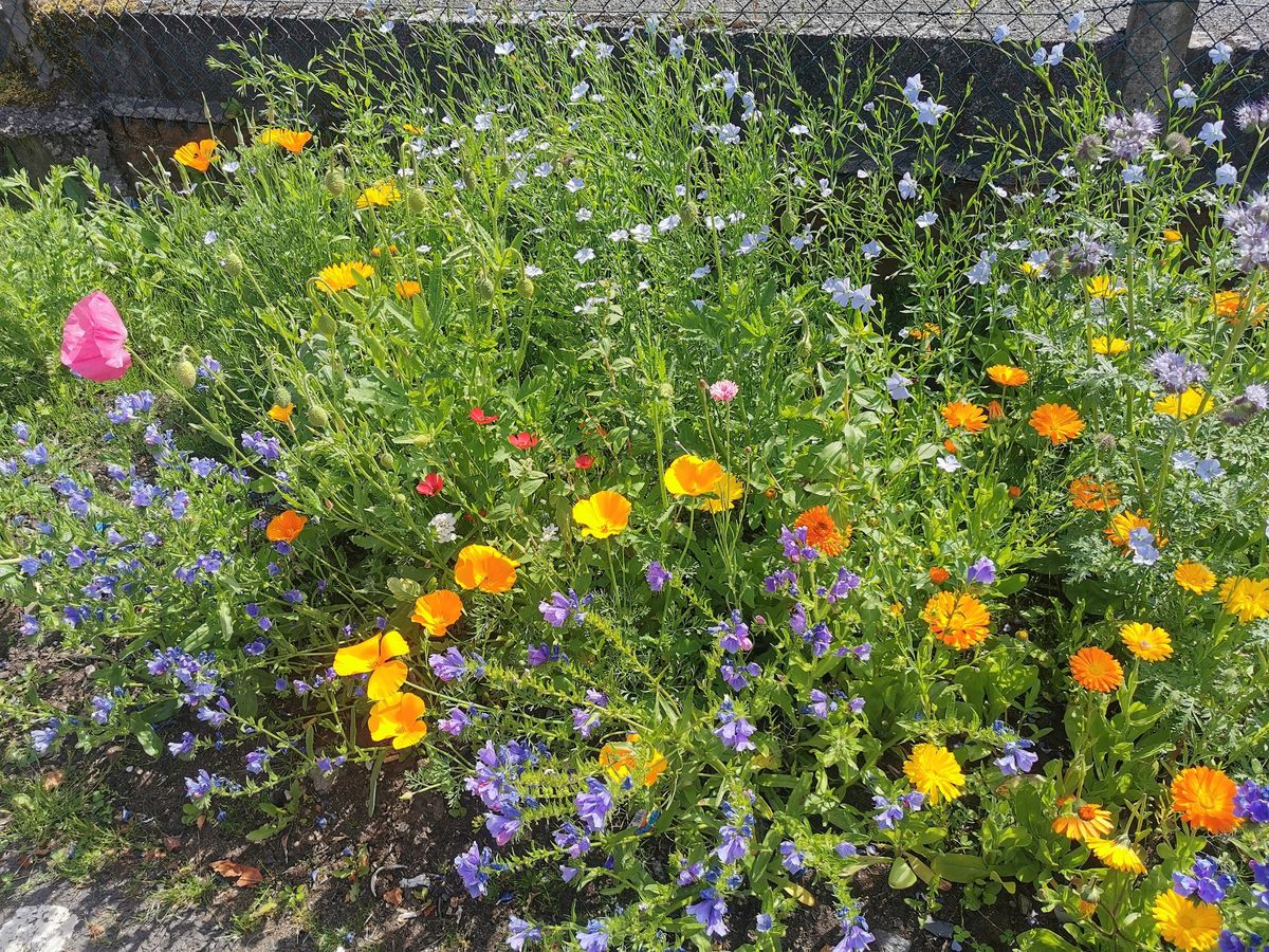 Beith Community Food Garden