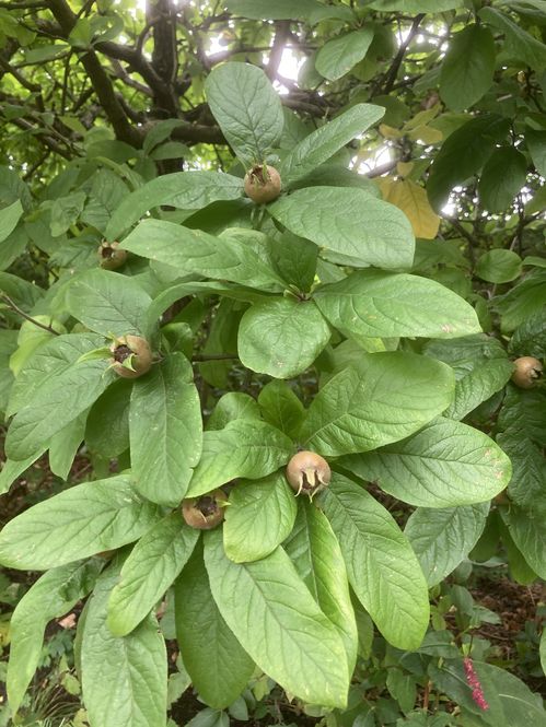 Medlar donated by Scotland's Gardens Scheme at Horatio's Garden ©Medlar donated by Scotland's Gardens Scheme at Horatio's Garden
