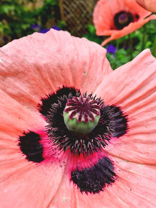 oriental-poppy-closeup.jpg