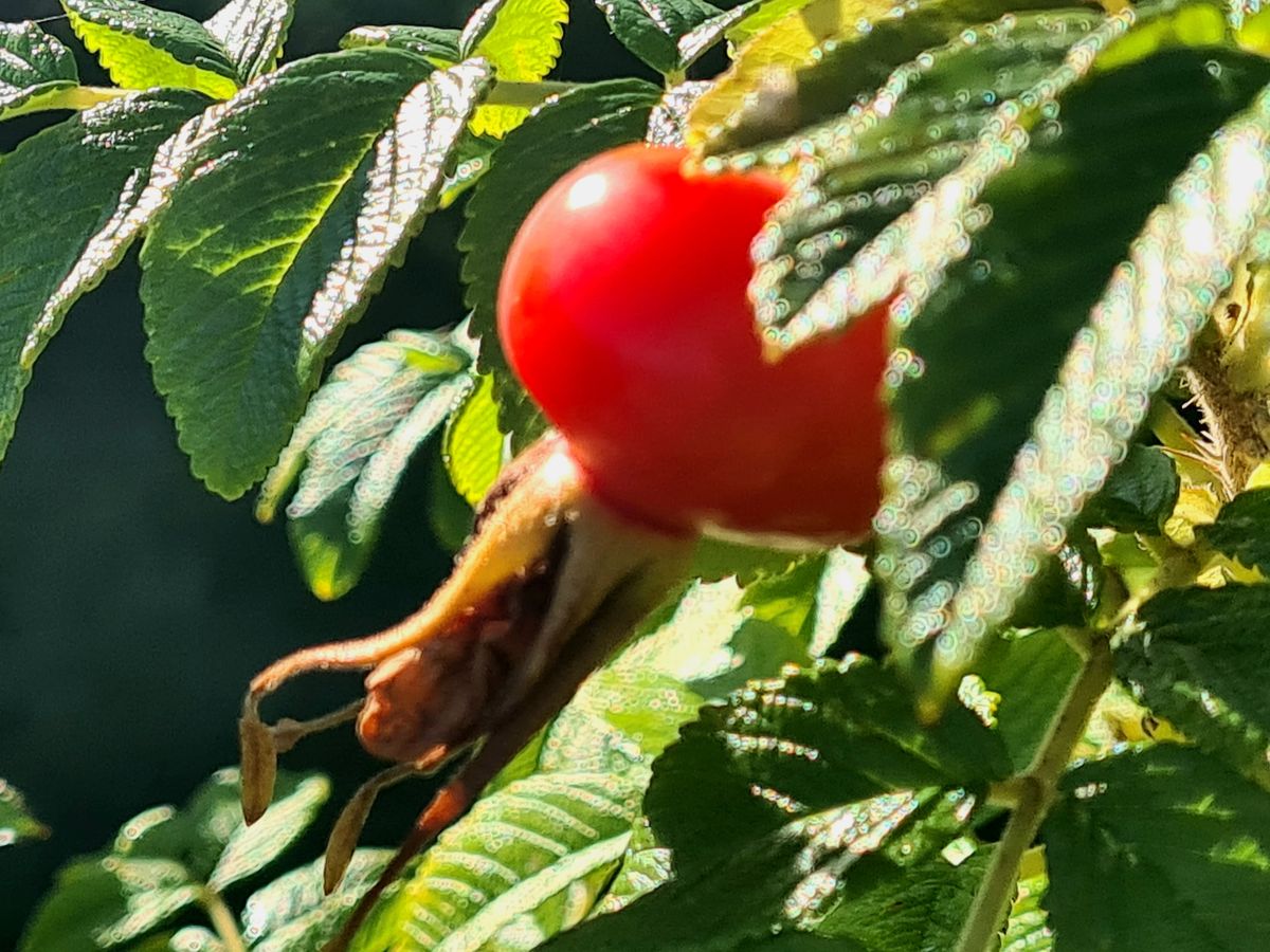 rosehip-close-.jpg
