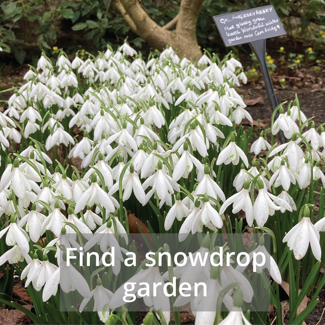 snowdrops-tile.png