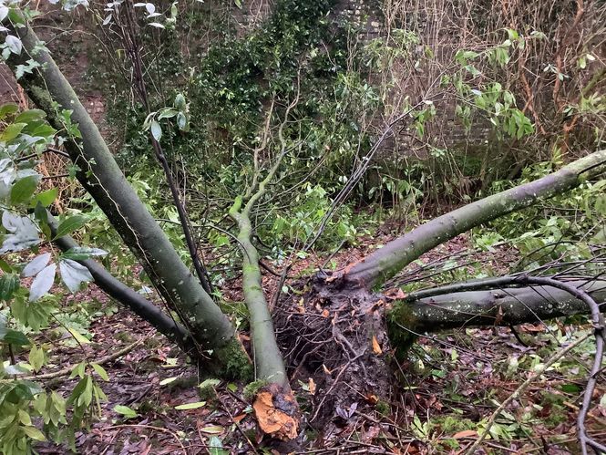 woodfall-damage.jpg