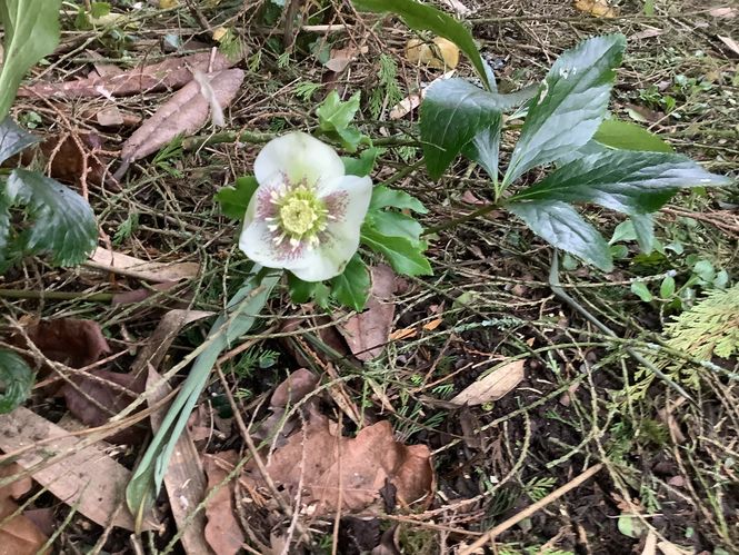 woodfall-hellebore.jpg