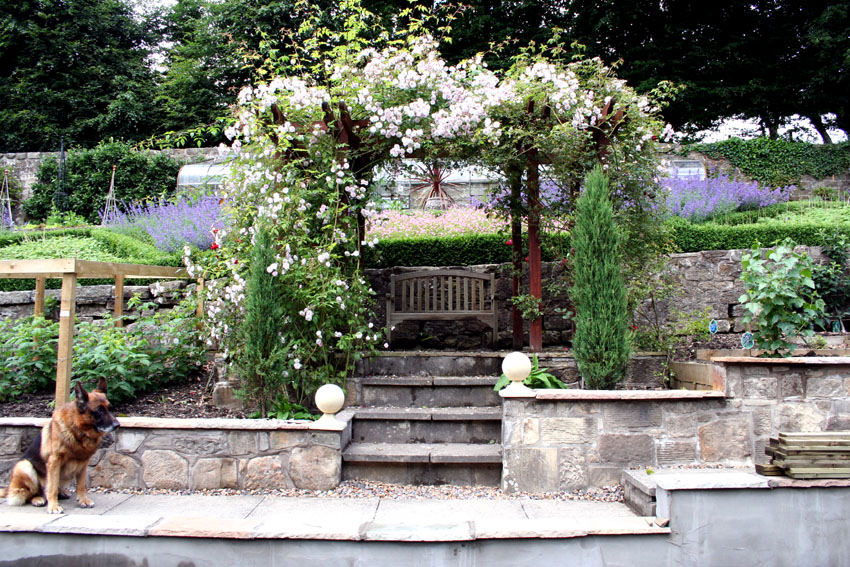 Kirklands Rose pergola