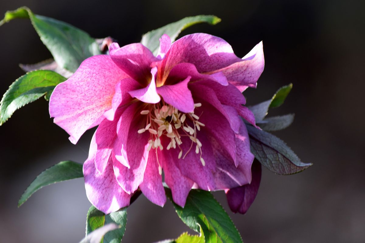 1 Alburne Park hellebores