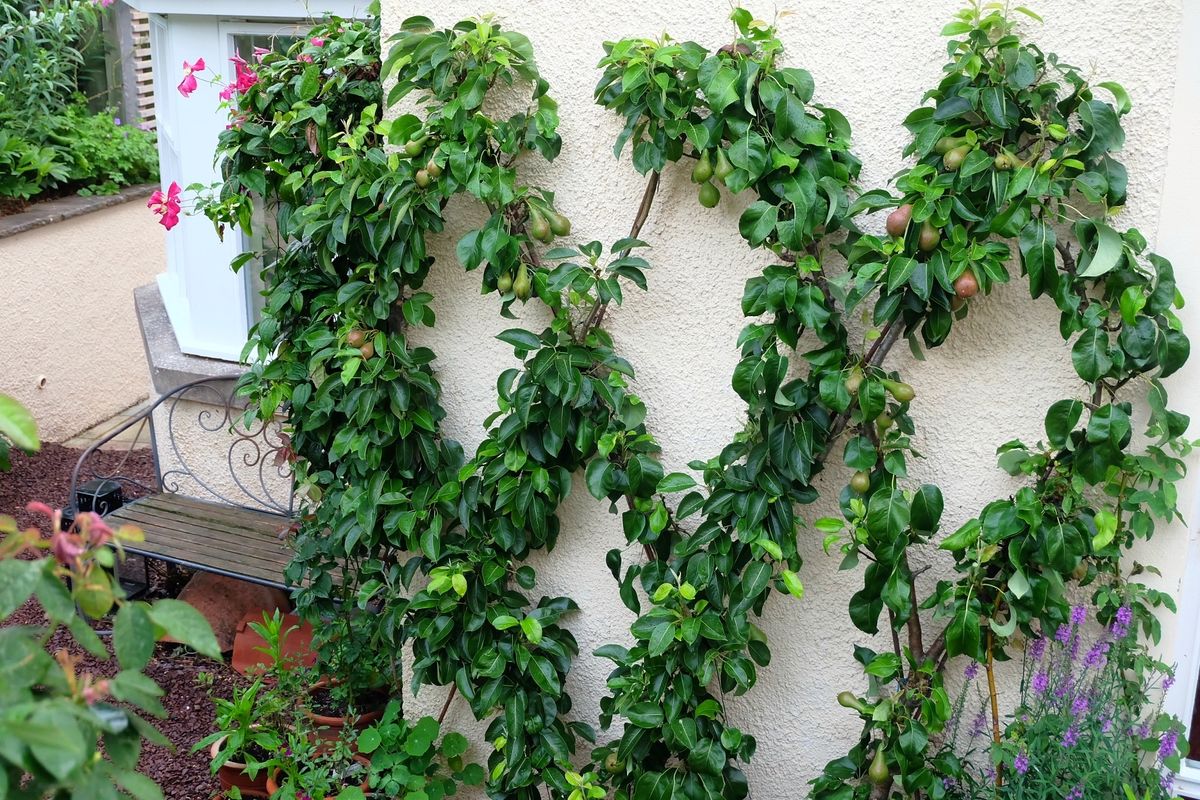 Mercat Cottage Garden