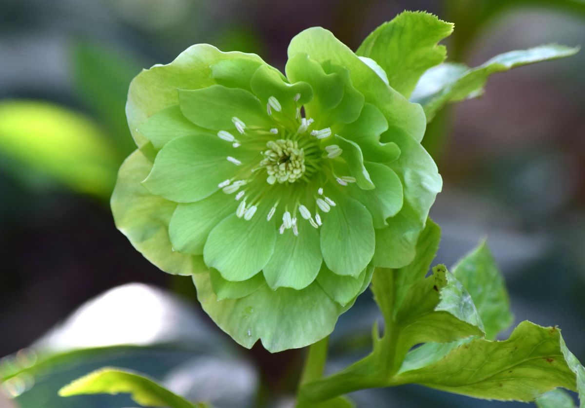 1 Alburne Park hellebores