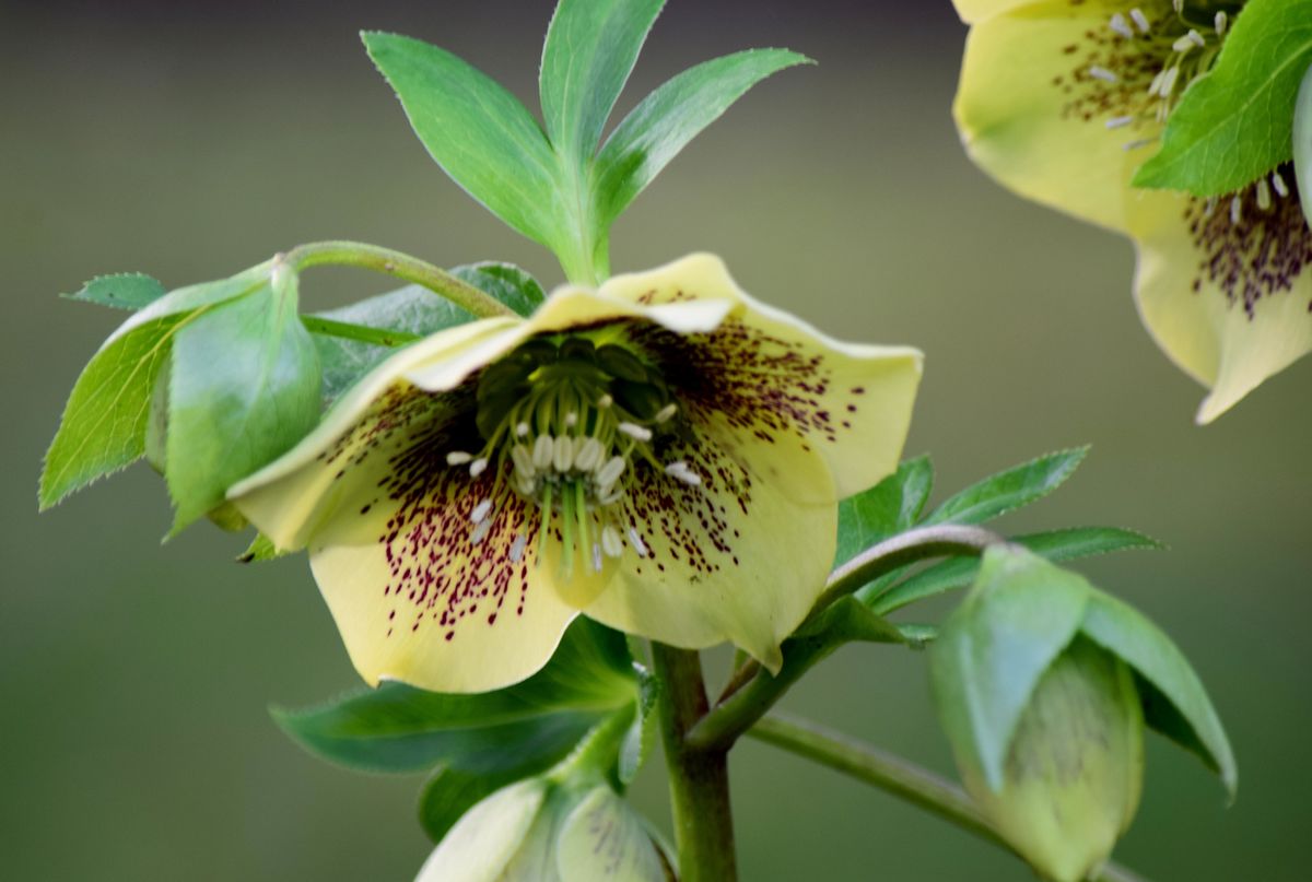 1 Alburne Park hellebores