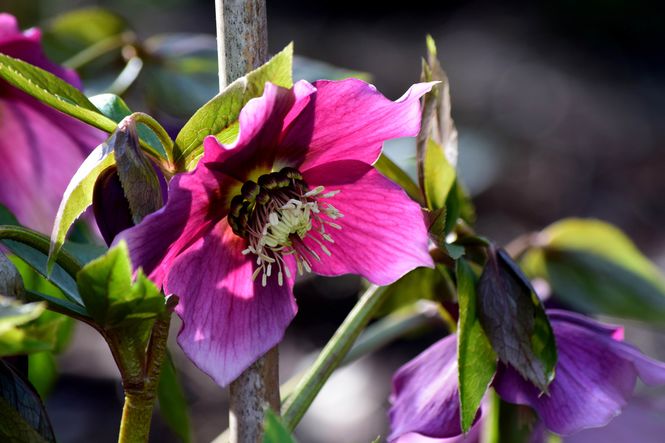 1 Alburne Park hellebores
