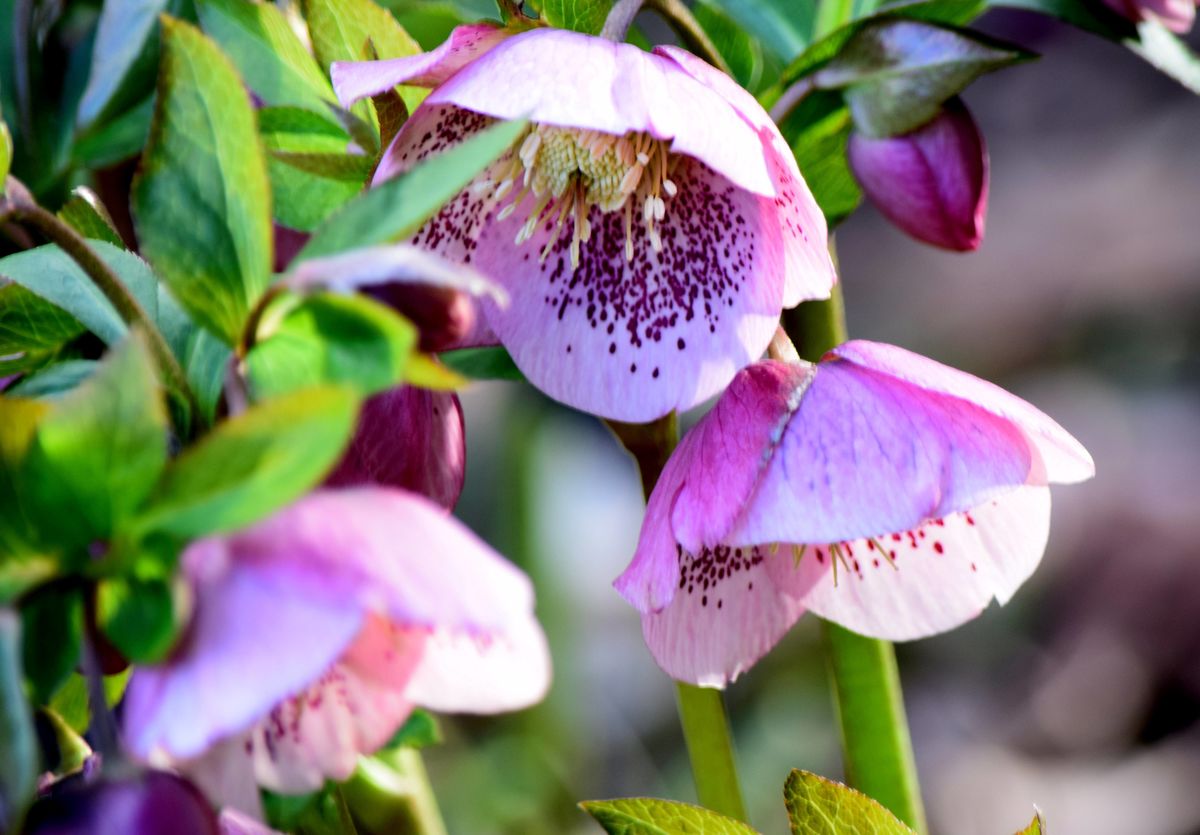 1 Alburne Park hellebores