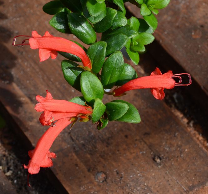 aeschynanthus-buxifolius2-maurice-wilkins.jpg ©Maurice Wilkins                                       