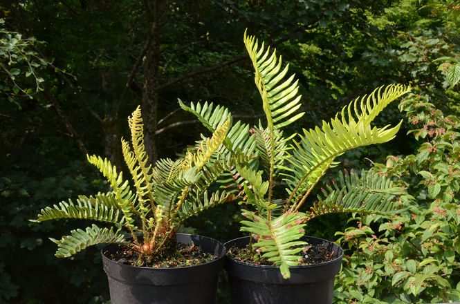 blechnum-cycadifolium-1.jpg ©Maurice Wilkins                                       