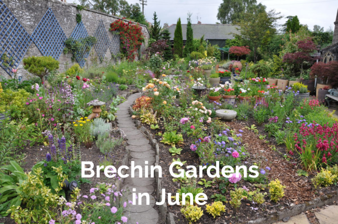 brechin-gardens-june.png
