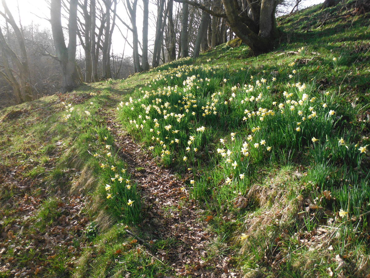 Wild daffodils at Newmill