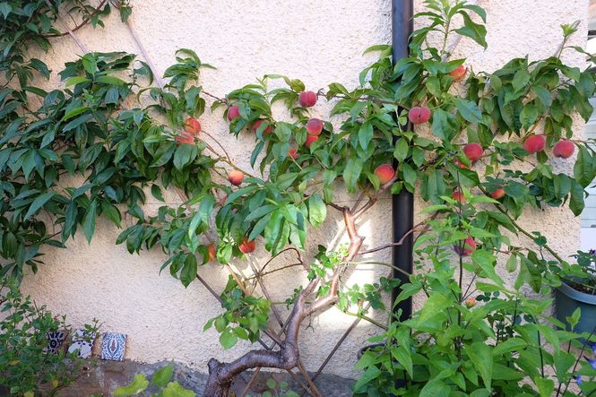 Mercat Cottage Peaches