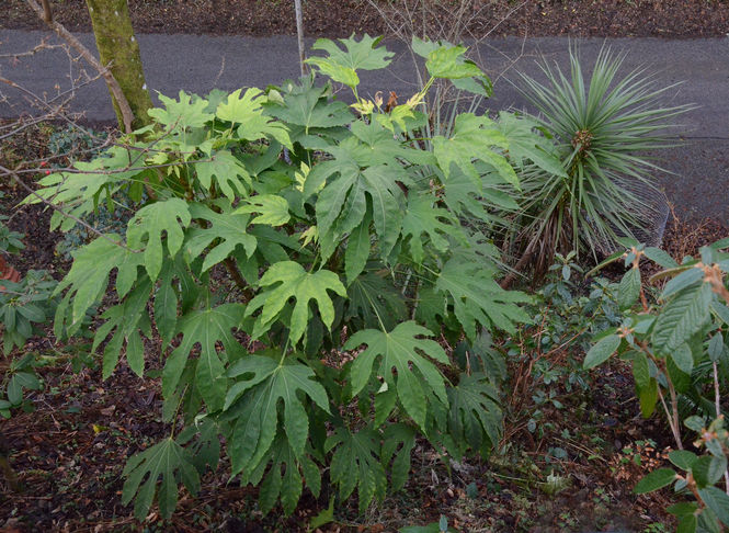 fatsia-1.jpg ©Maurice Wilkins                                       