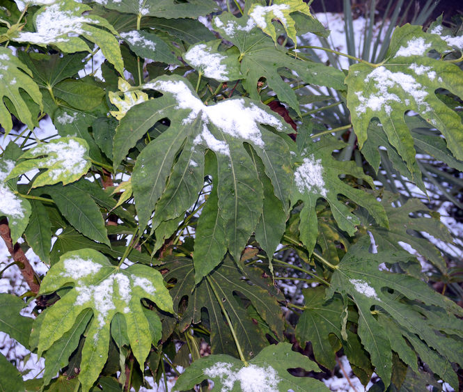 fatsia-2.jpg ©Maurice Wilkins                                       