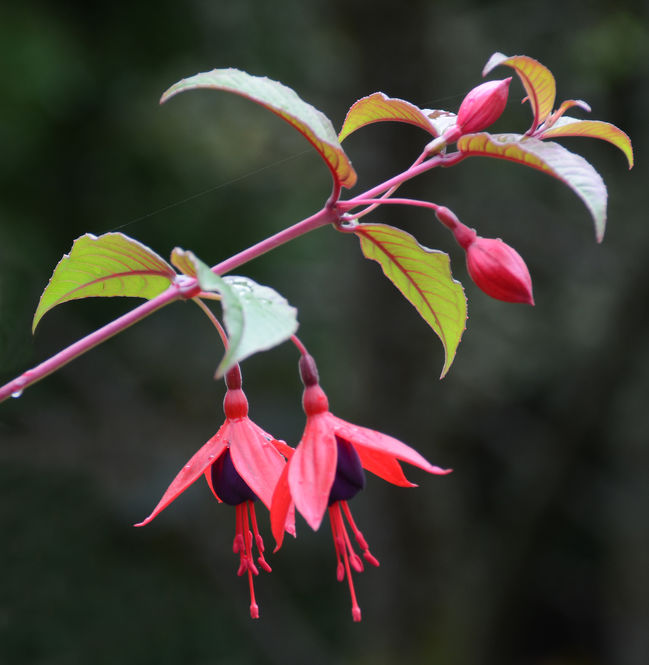 fuchsia-lady-boothby.jpg ©Maurice Wilkins                                       