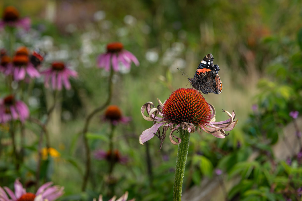 Garden With a View - Tigh Braigh,  red admiral and echinacea 2