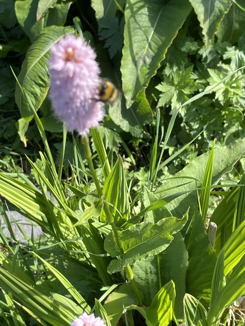 Craigentinny Telferton Allotments
